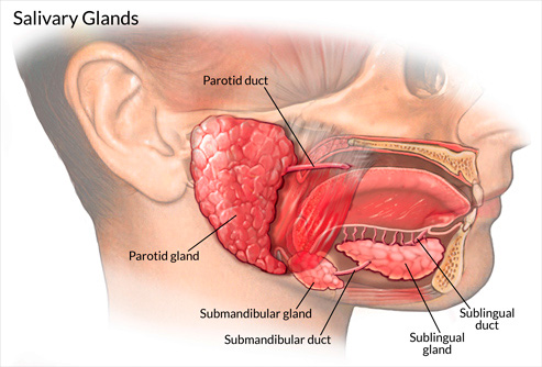 Illustration glandes salivaires