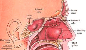 Illustration sinus